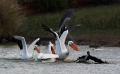 825 - FISHING CORMORANT BEING CHASED - MILLER MARY - united states